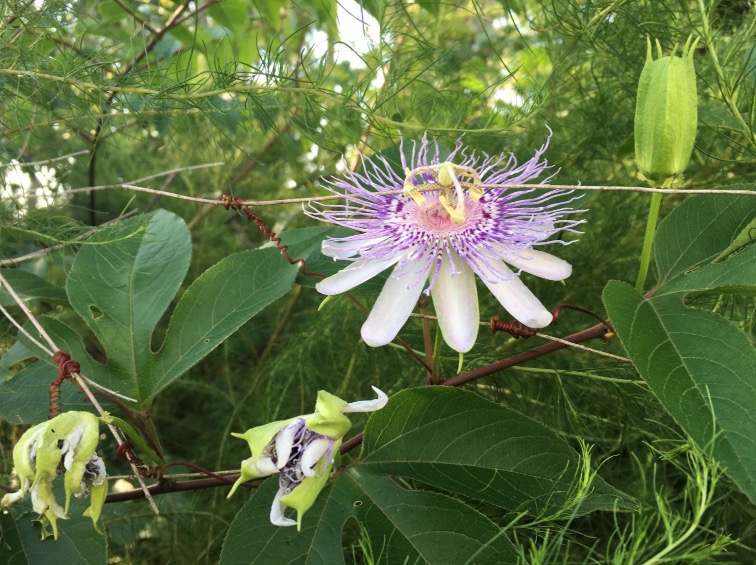 passionflower